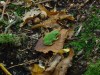 Laubfrosch auf einem Waldtransekt - Foto: M. Sedlaczek