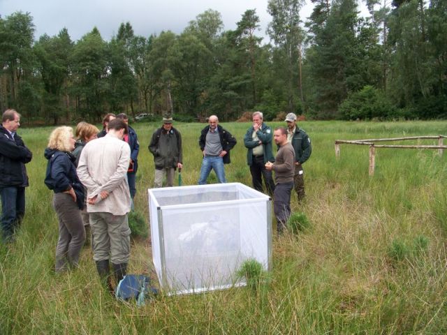 Demonstration der Heuschreckenerfassungen für die Erfolgskontrolle von Vernässungsmassnahmen im Möllerschen Luch (Rüthnicker Heide)