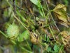 Neobiota im Nationalpark: Die Kanadischen Stachelgurke (Echinocystis lobata) Foto: M. Tautenhahn
