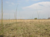 neue Pflanzung von Grau-Erle und Grau-Weide auf der Versuchsfläche Biesenbrow 1
