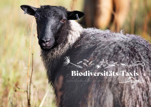 WK_Lamm_Postkarten_Biodiv_vorne