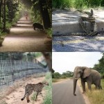 examples-of-situations-that-may-provoke-human-wildlife