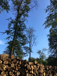 Holzstapel