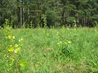 Versuchsfläche Schönholz im Sommer 2011: KUP auf Grünland im pluglosen Verfahren