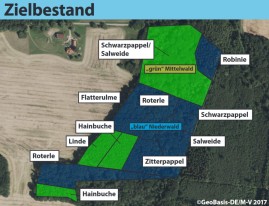 Nieder-und Mittelwaldbewirtschaftung in Mecklenburg-Vorpommern