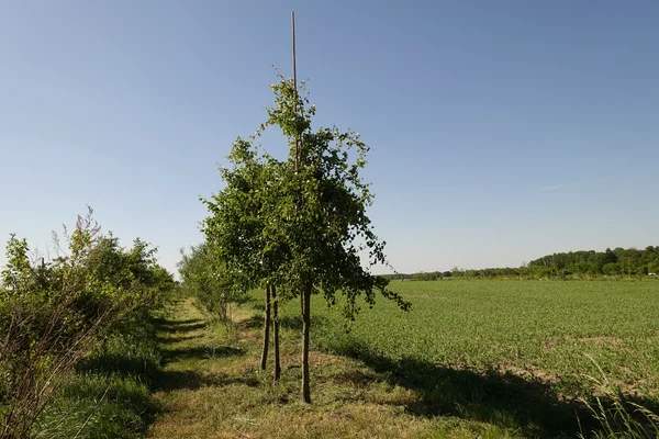 Wildbirnen Plot auf der Versuchsfläche Ackerbau(m)