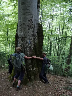 Interaktion zwischen Menschen und Waldorganismen Studierende umarmen einen Baum