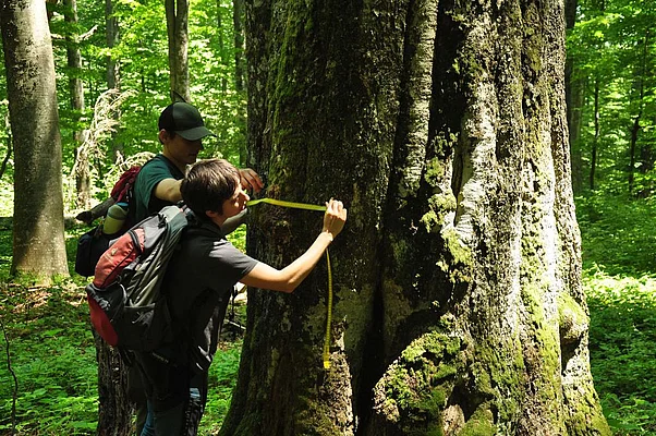 Measuring a giant 