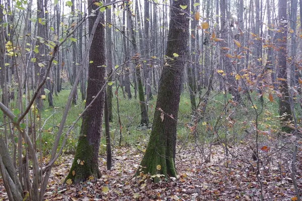Trockenheit im Moor Erlen stehen auf einer trockenen Moorfläche.