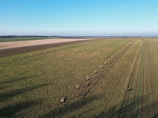 Junge Stecklinge in einer Reihe auf dem Feld