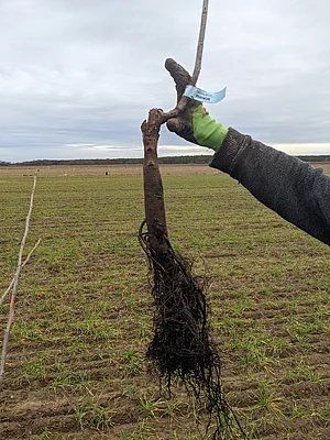 wurzelnackter Steckling