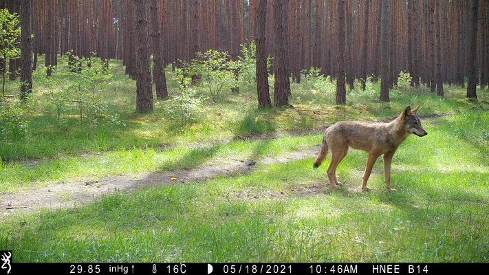 Wolfsnachwuchs im Landkreis Barnim Wolfsnachwuchs im Landkreis Barnim