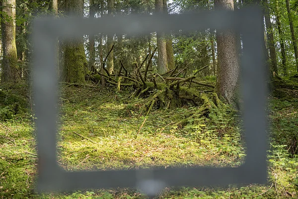 Ein toter Baum liegt im Wald