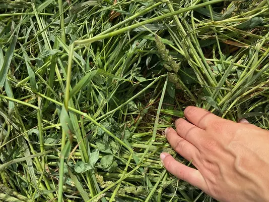Mulchschicht Eine Hand zieht Gräser beiseite, um die Mulchschicht sichtbar zu machen.