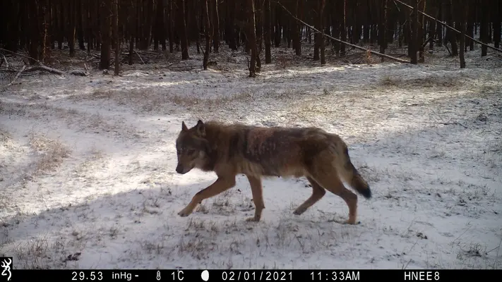 Wolfsnachwuchs im Landkreis Barnim Wolfsnachwuchs im Landkreis Barnim