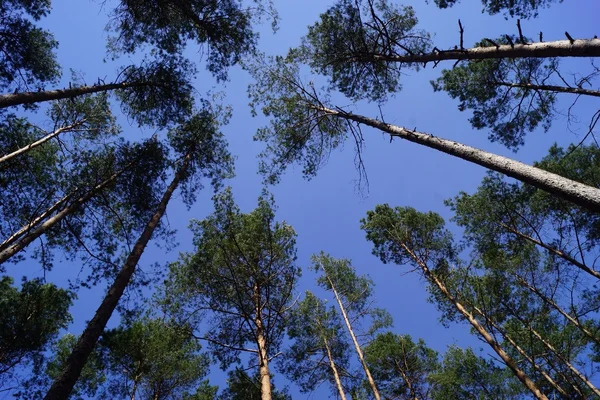 Pine plantation Pine plantation