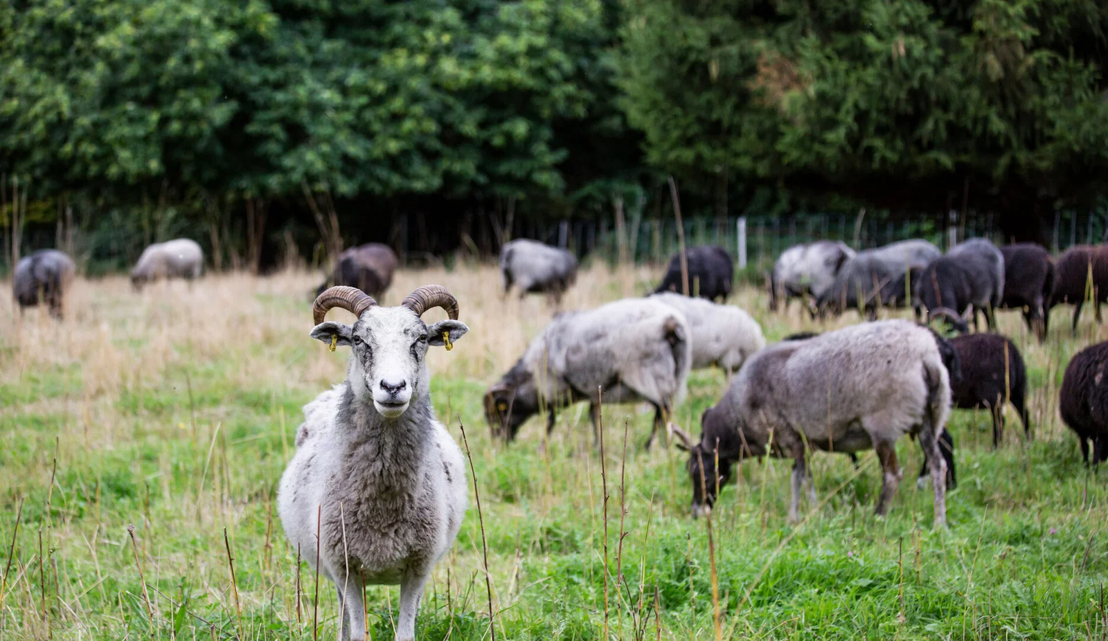 A sheep looks at you
