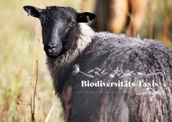 Lamm Postkarte Biodiversität vorne Ein Schaf, das als Biodiversitätstaxi bezeichnet wird.