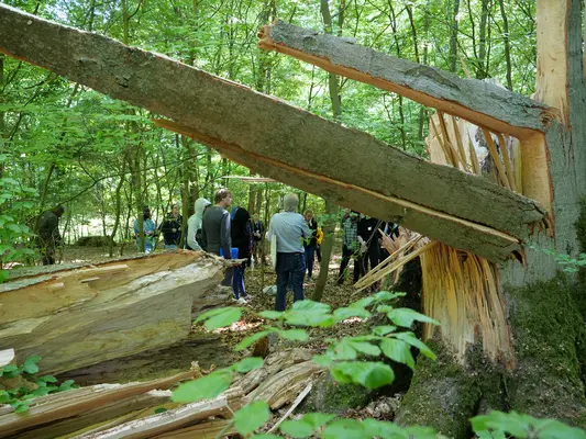 Exkursion zu Förster Dietrich Mehl Im Vordergrund ist ein Baum durch Windbruch beschädigt, im Hintergrund steht eine Gruppe Studierender.