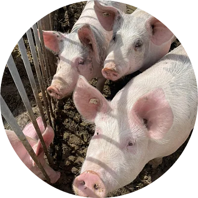 Spulwurm im Schwein: Impferfolg und Barrieren-Integrität in mit Ascaris suum infizierten Schweinen 