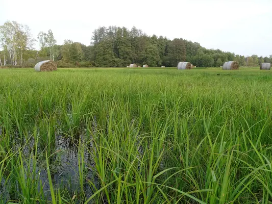 Nasse Seggenwiese