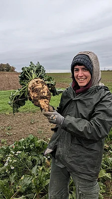 Bio-Zuckerrübe auf einem Acker in Brandenburg