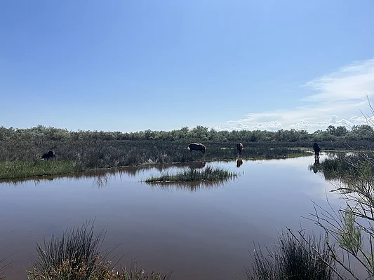 Horses in the Danube Delta Biosphere Reserve