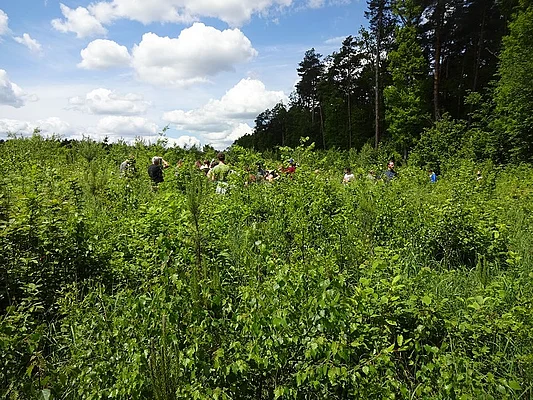Roztochya BR - clear cut