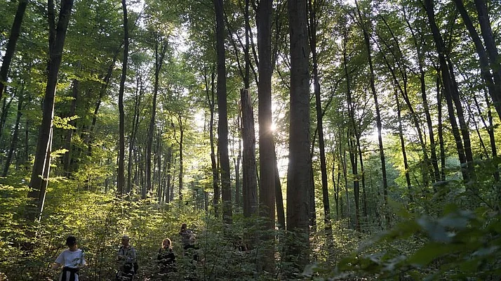 Excursion group in Shyrokiy-Luh primeval beech forest 