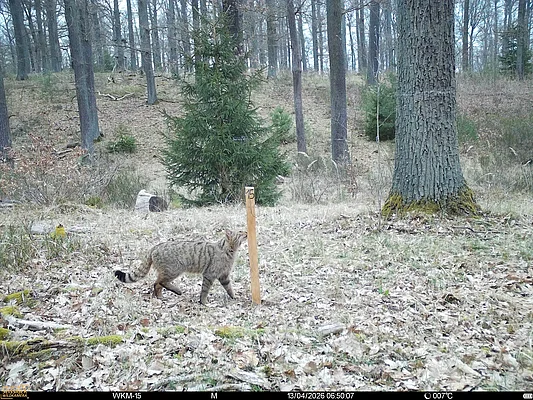Wildkatze im wald