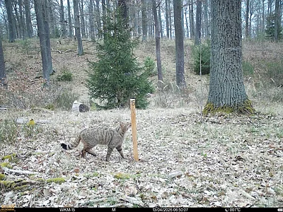 Wildkatze im wald