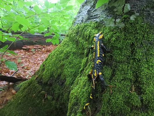  Uholka-Schyrokyi Luh primeval beech forest, Ukraine - Salamandra salamandra