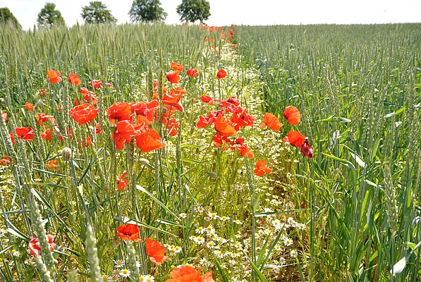 Fahrspur mit Kamille und Mohnblumen auf dem Acker Wilmersdorf