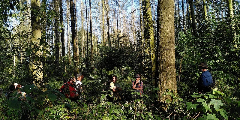 at Schöneberg Forest in the NP Lower Odra