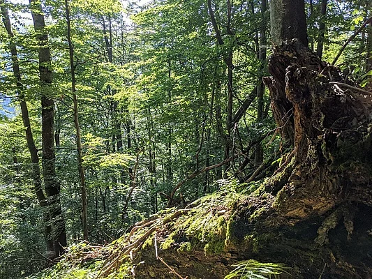 Shyrokiy-Luh primeval beech forest