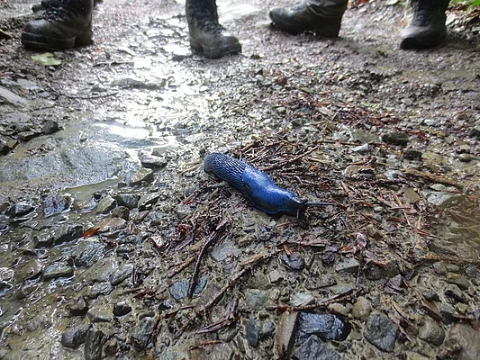 Skole Beskids - endemic blue snail 