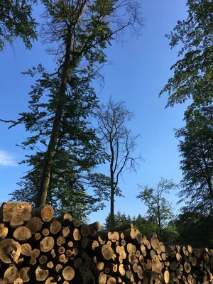 Woodpile Woodpile