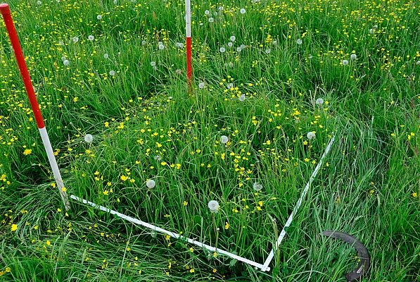 Ernte zur Laboranalyse der Pflanzenbiomasse