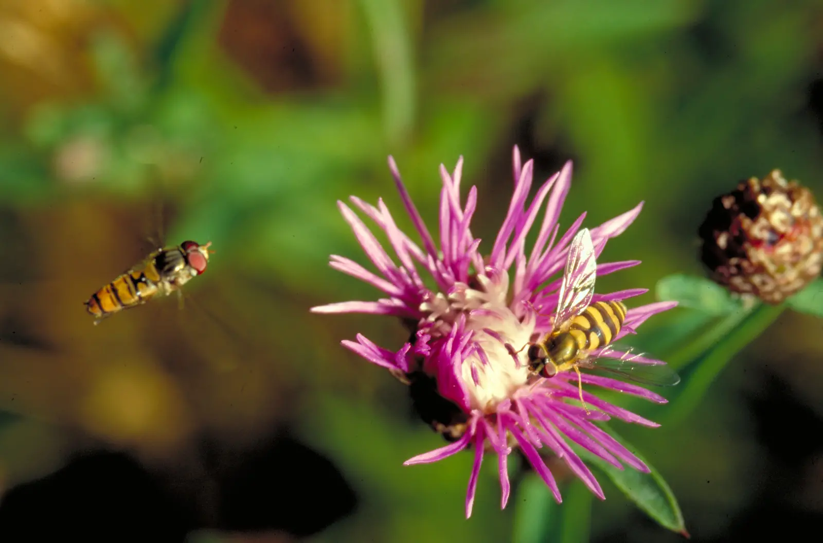 Schwebfliege Schwebfliege