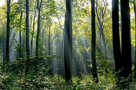 Wald