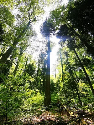 Inside the Woods