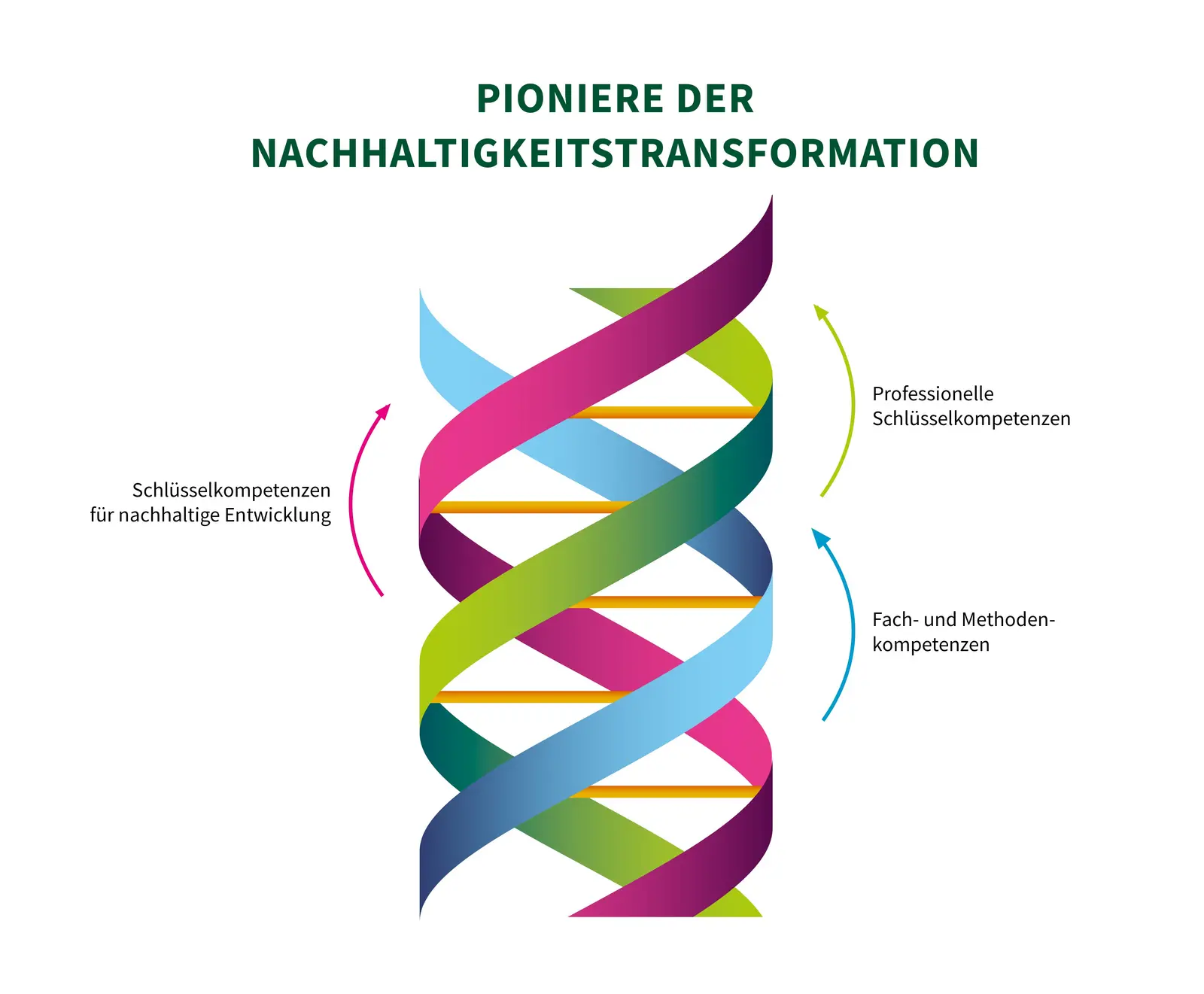 Grafik der Eberswalde DNA Zu sehen ist eine Triple Helix DNA-Struktur, die exemplarisch die drei Kompetenzstränge der Eberswalde DNA darstellt. Schlüsselkompetenzen für nachhaltige Entwicklung, Fach- und Methodenkompetenzen und professionelle Kompetenzen.