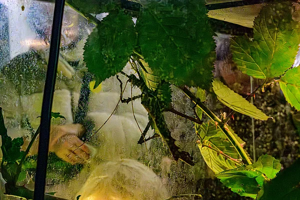 There were also live insects 