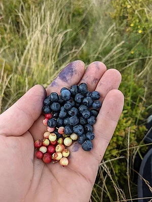 Harvest 