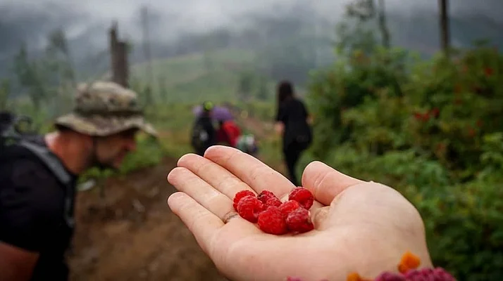 Harvest 