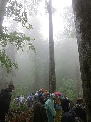  Strâmbu-Băiuț, Romania - One of the new UNESCO World Heritage Beech Forest component parts, since 2017