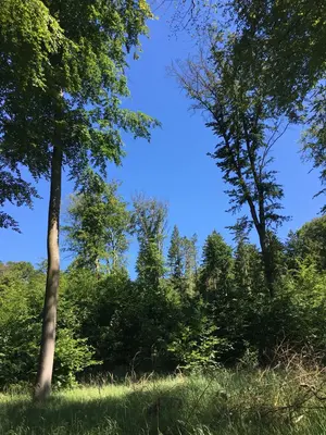 Buchenwald Buchenwald