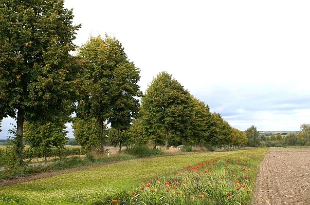 Schutz der Alleen durch Blühstreifen