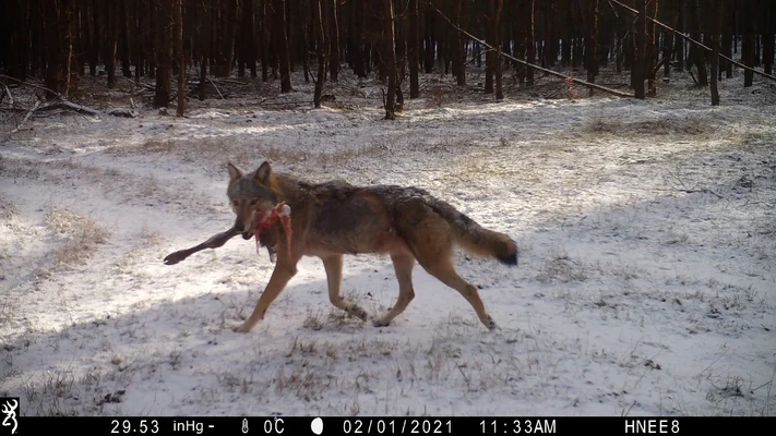 Wolfsnachwuchs im Landkreis Barnim Wolfsnachwuchs im Landkreis Barnim
