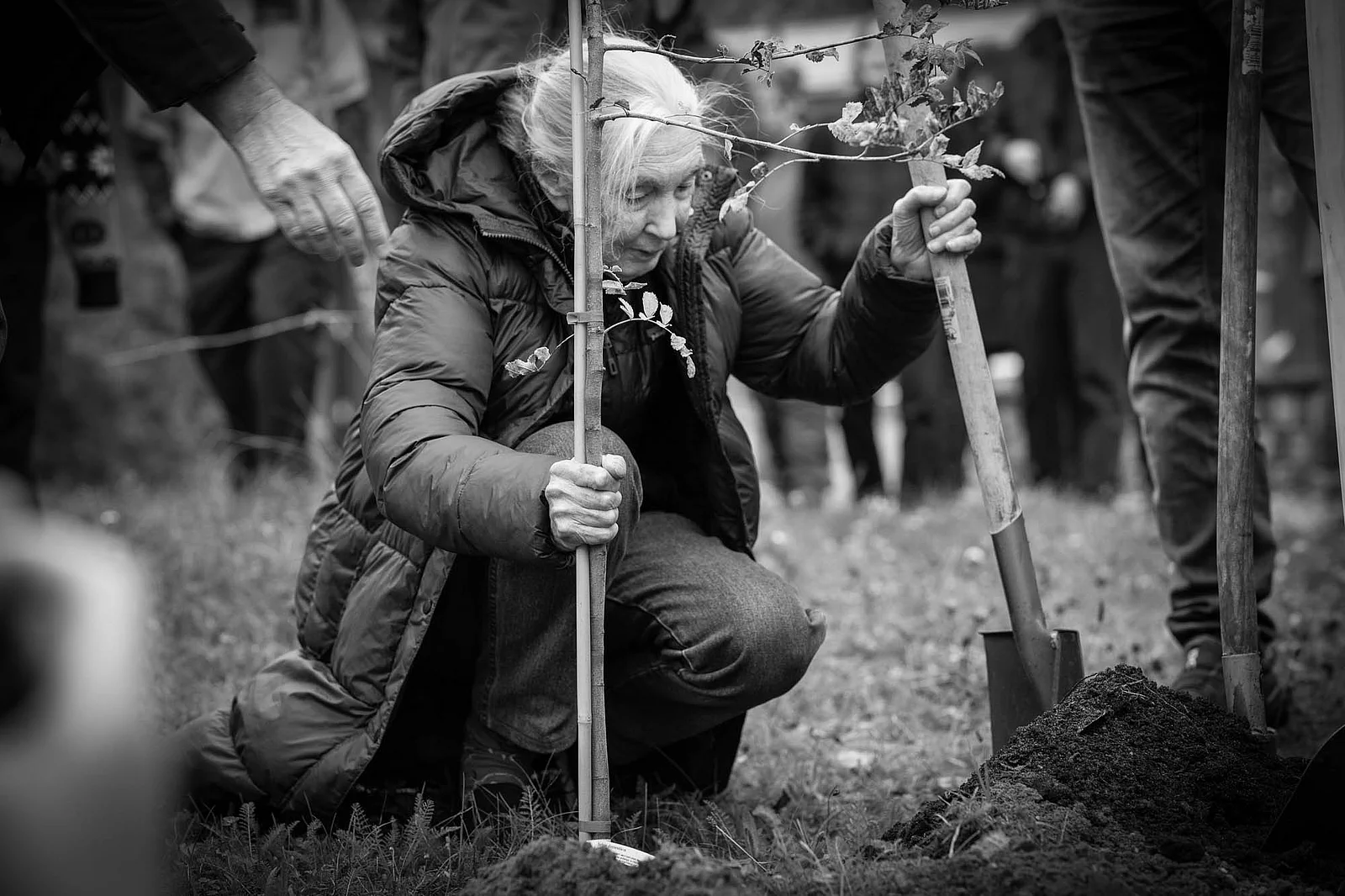 Jane Goodall pflanzte einen Speierling auf dem Waldcampus Jane Goodall pflanz einen Speierling auf dem Waldcampus